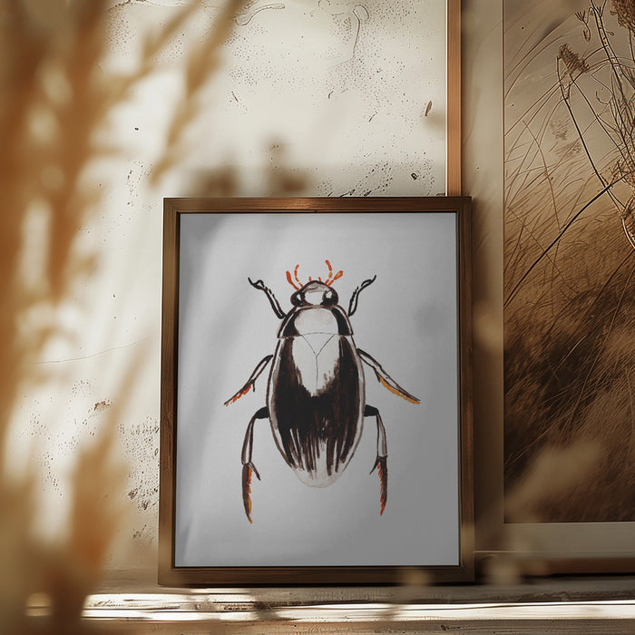 Water scavenger beetle or Hydrophilus aterrimus Framed Art Wall Decor