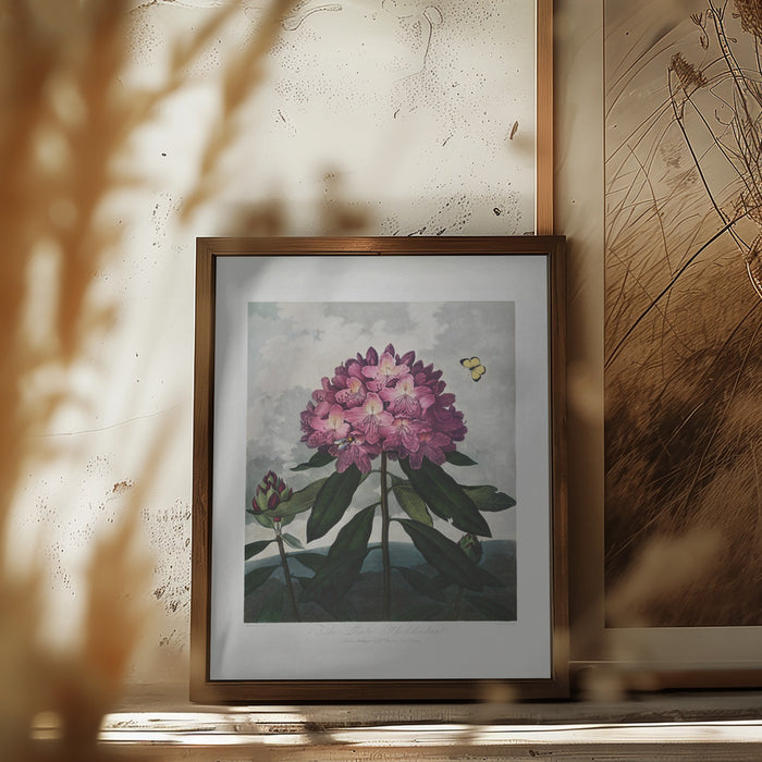 The Pontic Rhododendron from The Temple of Flora (1807) Framed Art Modern Wall Decor