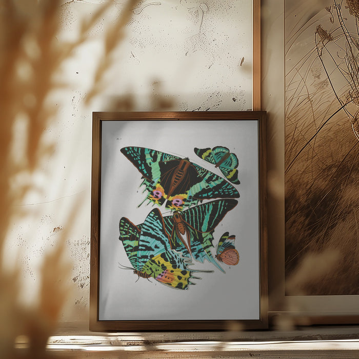 Butterflies 3 Framed Art Wall Decor