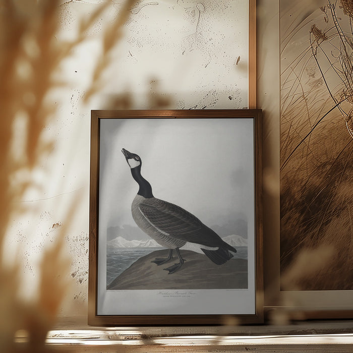 Hutchins's Barnacle Goose From Birds of America (1827) Framed Art Wall Decor