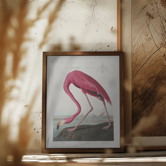 Pink Flamingo From Birds of America (1827) Framed Art Wall Decor