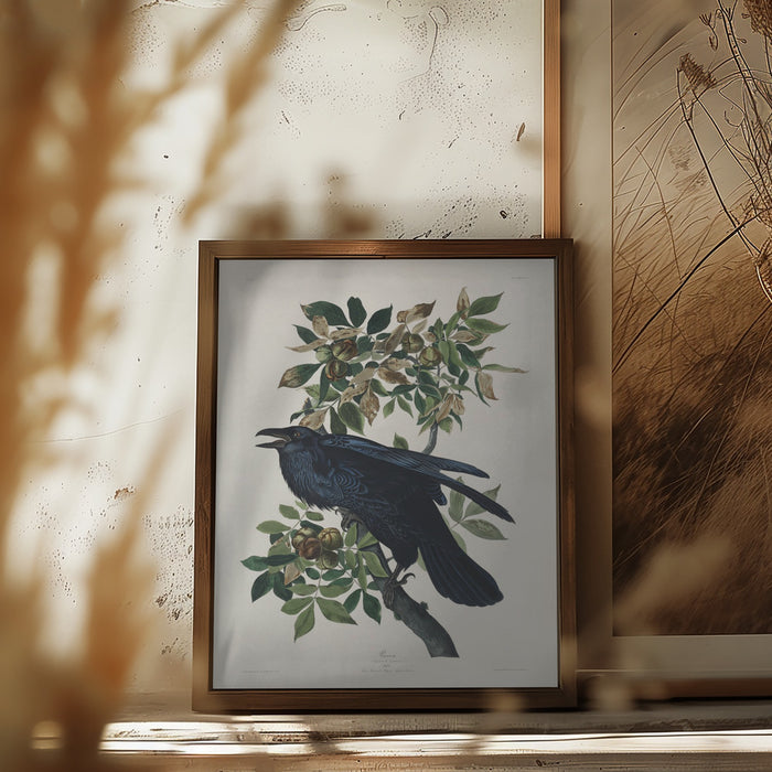 Raven From Birds of America (1827) Framed Art Wall Decor