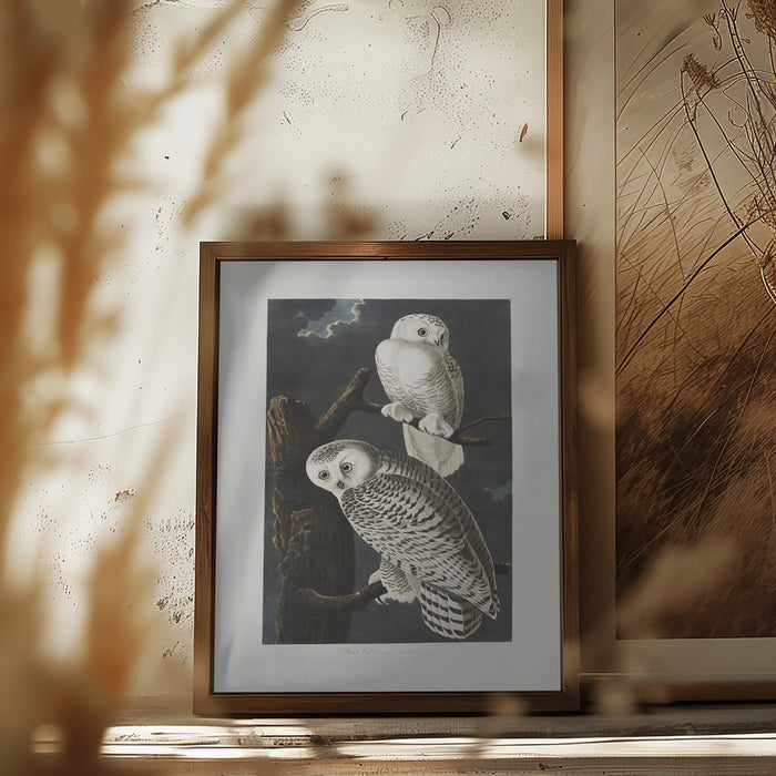 Snowy Owl From Birds of America (1827) Framed Art Wall Decor