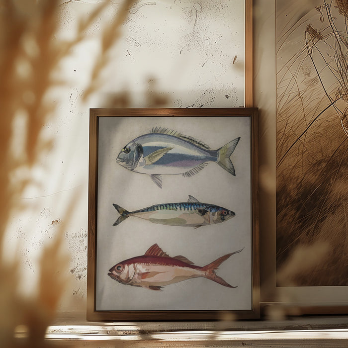 Deniz Baliklari  Fish Framed Art Wall Decor