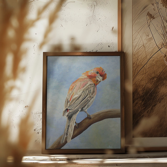 I Spy With My Little Eye   Male House Finch Framed Art Modern Wall Decor