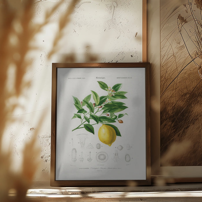 Lemon (citrus Limonium) Framed Art Wall Decor