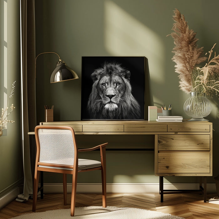 Young Male Lion Square Canvas Art Print