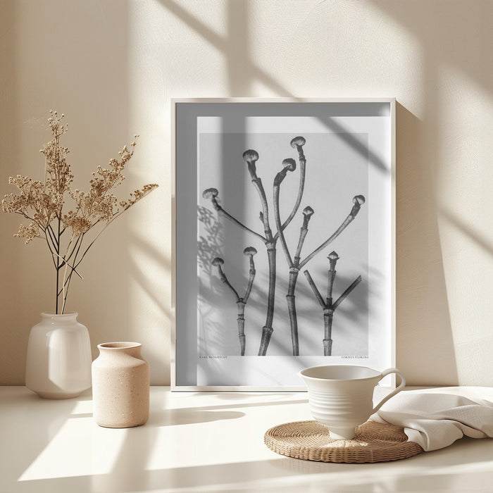 Cornus Florida Framed Art Modern Wall Decor