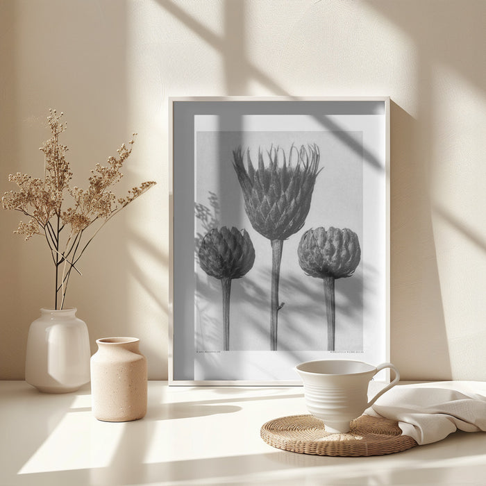 Serratula Nudicaulis Framed Art Modern Wall Decor