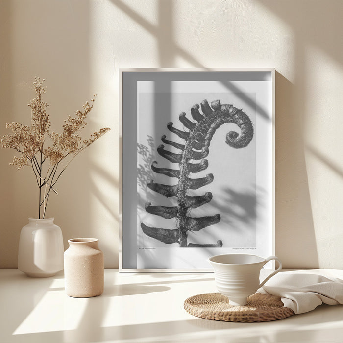 Polystichum Munitum Framed Art Modern Wall Decor