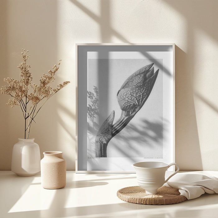 Aristolochia clematitis Framed Art Modern Wall Decor