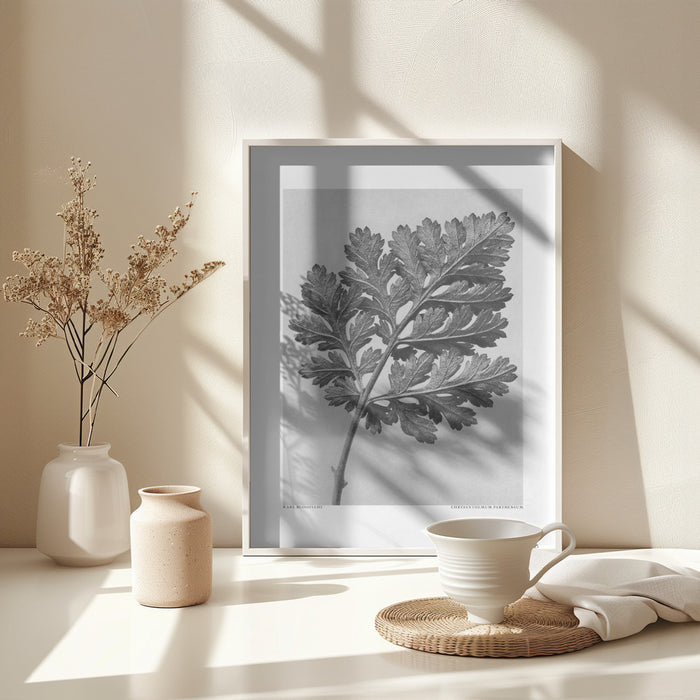 Chrysanthemum parthenium Framed Art Modern Wall Decor