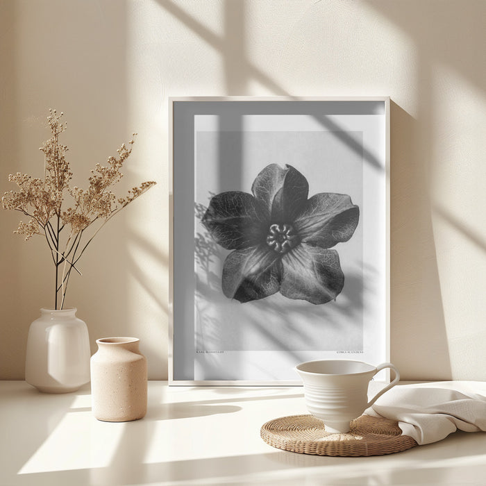 Cobaea Scandens Framed Art Modern Wall Decor