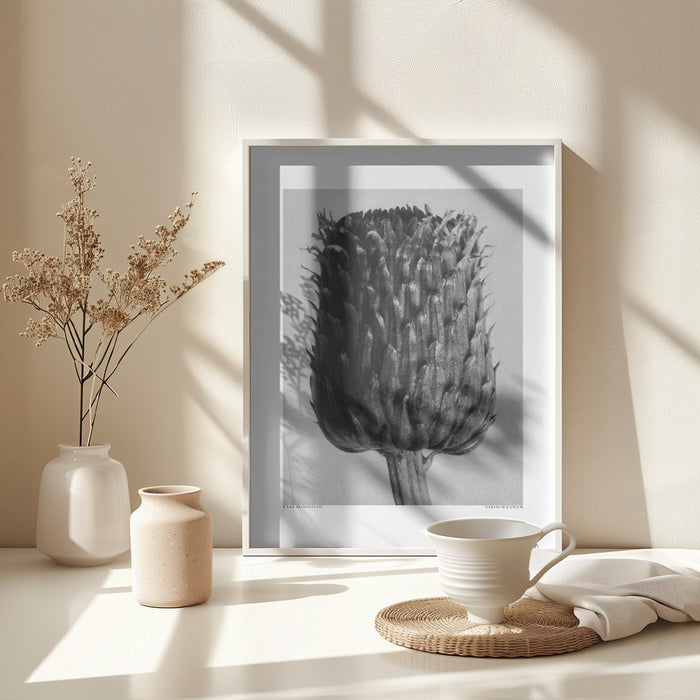 Cirsium Canum (Thistle) Framed Art Modern Wall Decor