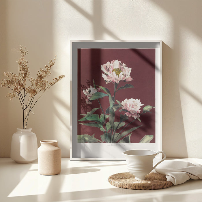 Hærdaceous Peony no2 Framed Art Modern Wall Decor