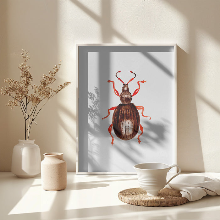 Strawberry root weevil  or Otiorhynchus ovatus Framed Art Wall Decor