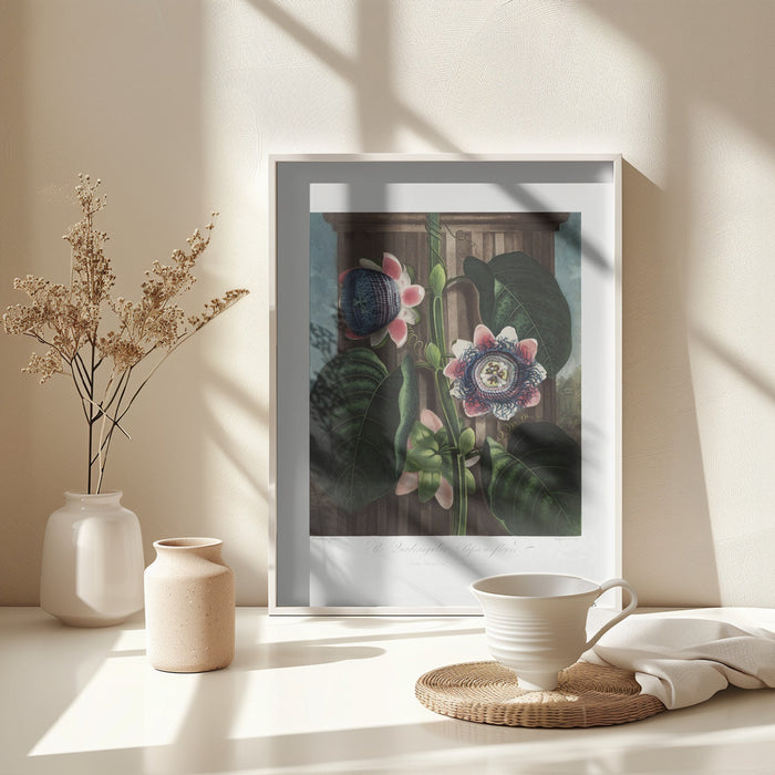 The Quadrangular Passion Flower from The Temple of Flora (1807) Framed Art Wall Decor