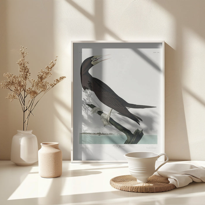 Booby Gannet From Birds of America Framed Art Wall Decor