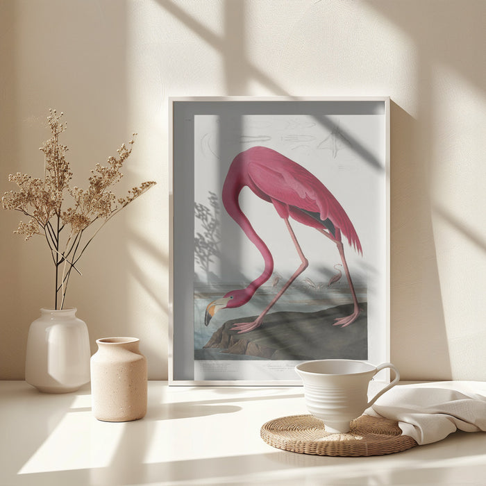 Pink Flamingo From Birds of America (1827) Framed Art Wall Decor