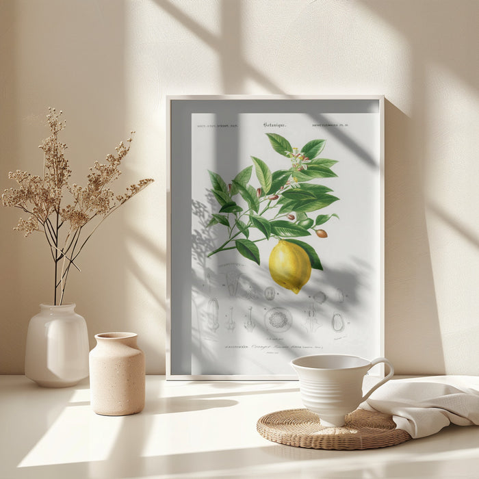 Lemon (citrus Limonium) Framed Art Wall Decor