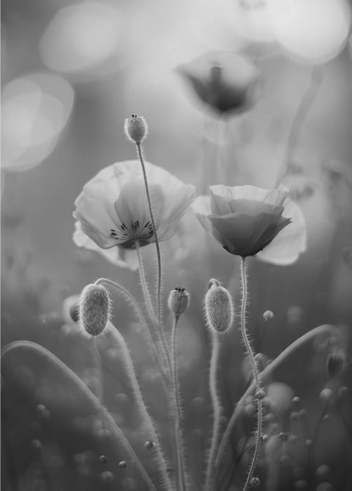 Poppy In Morning Sun