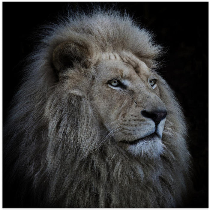 Proud Lion Square Canvas Art Print