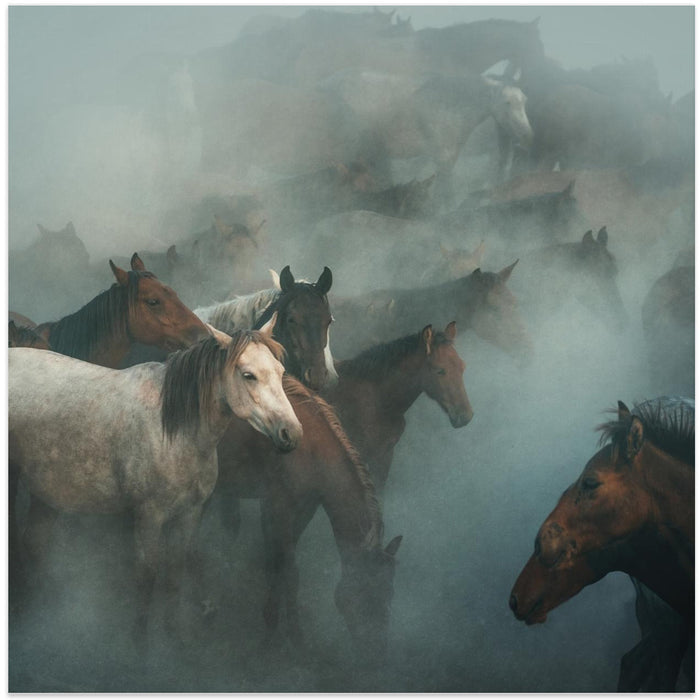 lost horses Square Canvas Art Print