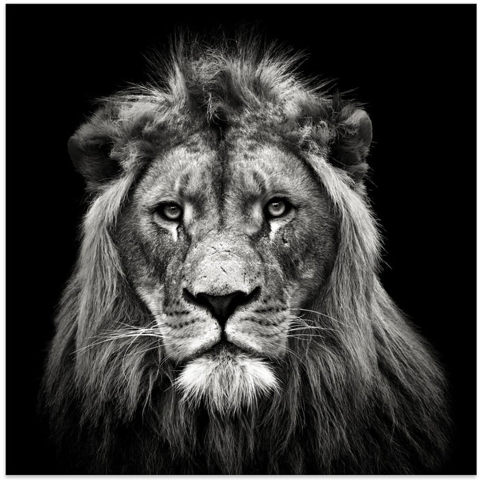 Young Male Lion Square Canvas Art Print