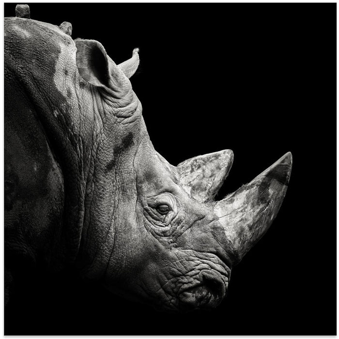 Rhino Square Canvas Art Print