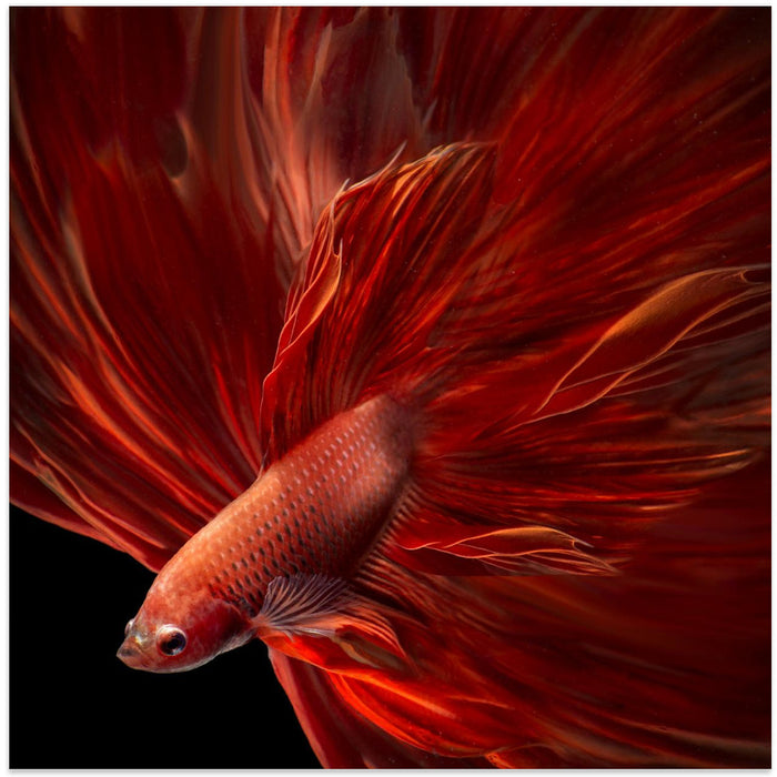 Red Fire Bettafish Square Canvas Art