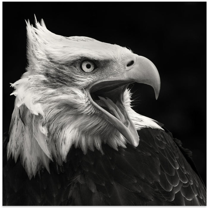 The American Eagle Square Canvas Art Print