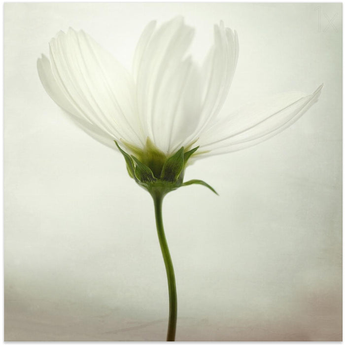 White cosmos Square Canvas Art Print