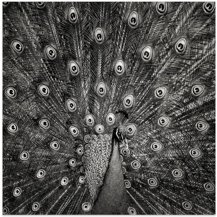 Peacock #6 Square Canvas Art