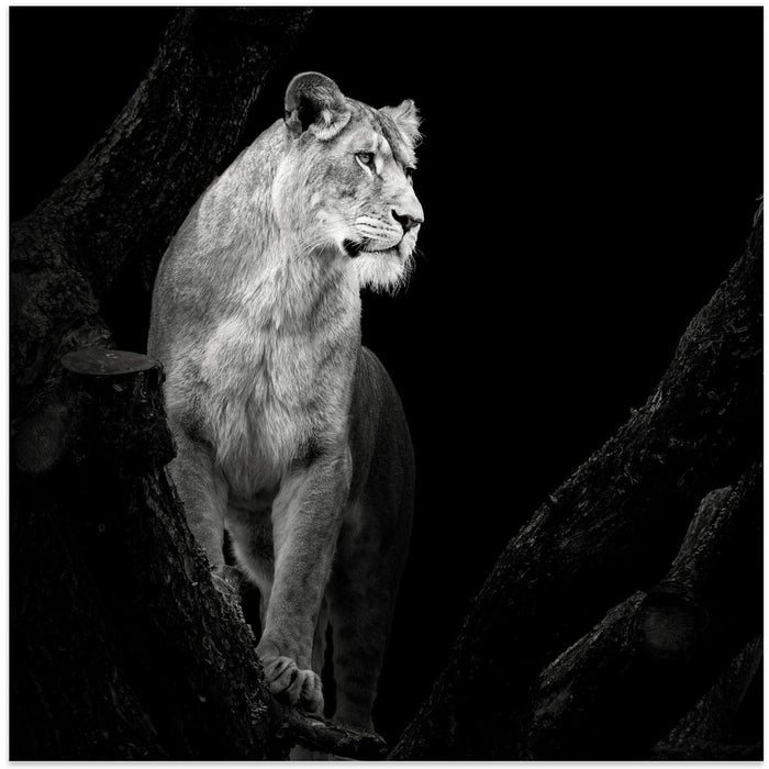 Lioness Square Canvas Art Print