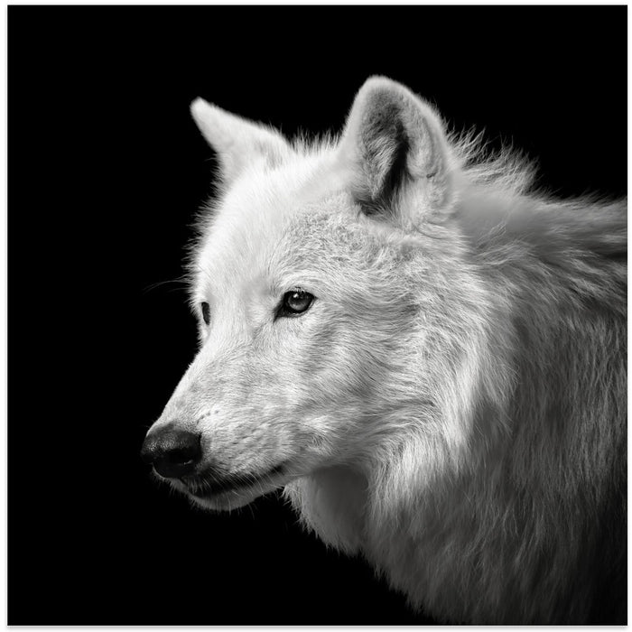 White Wolf #2 Square Canvas Art