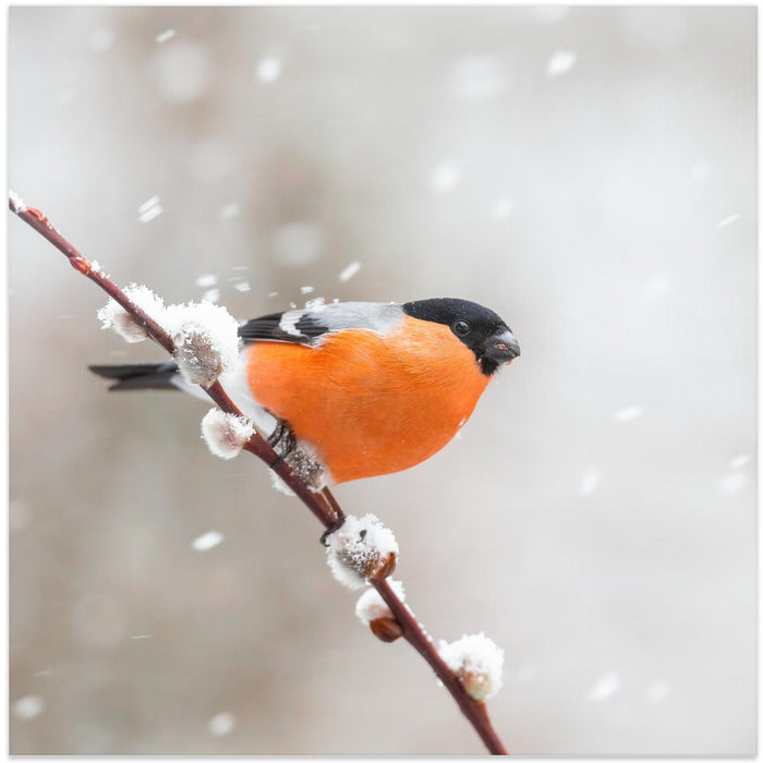 Bullfinch in a snowstorm. Square Canvas Art Print