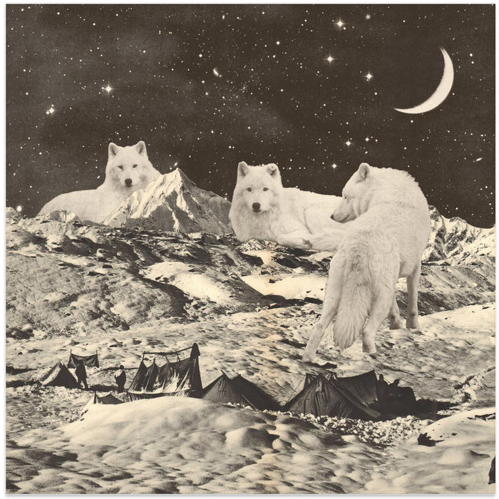 Giant White Wolves Square Canvas Art