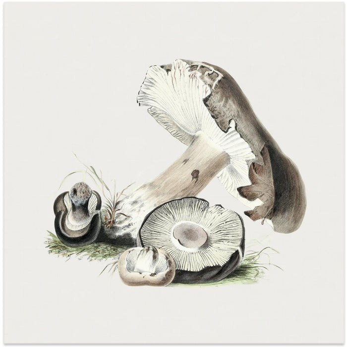 Vintage Agaricus Augustus Mushroom Square Canvas Art Print