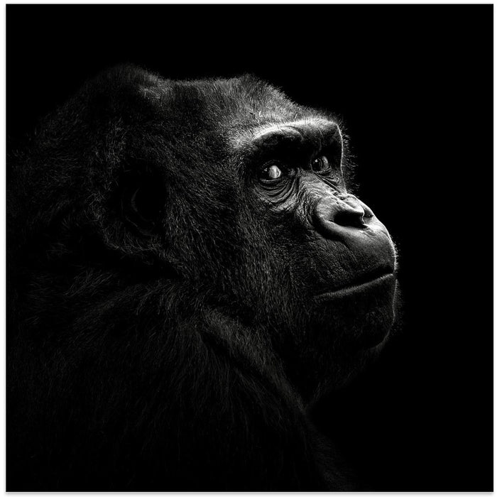 Gorilla Square Canvas Art Print