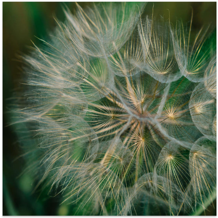 Summer Dandelion Square Canvas Art Print