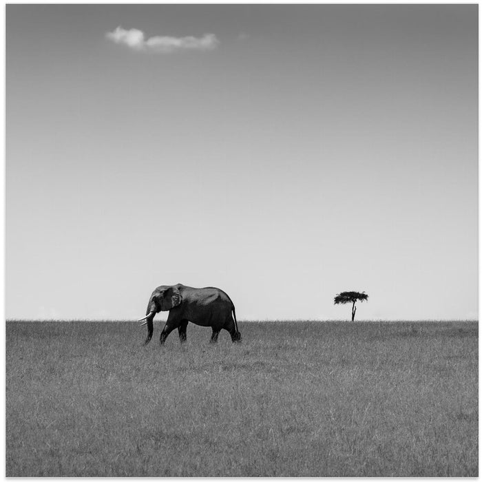 Elephant and the friendly cloud... Square Canvas Art Print