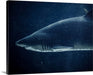 Shark Canvas Art Print, Blue canvas art Canvas Prints